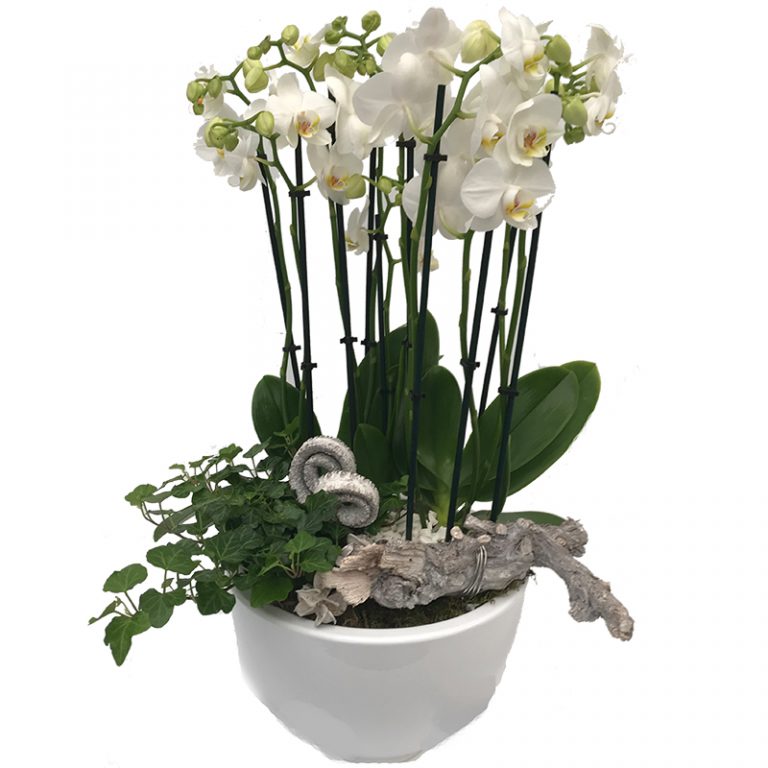 Witte Phalaenopsis Orchidee In Pot Xl Kalders Bloemen 6522