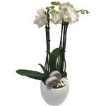 Witte Phalaenopsis Orchidee in pot